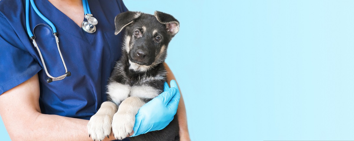 Hayvanınızın hasta olduğundan şüpheleniyorsanız, bir veterinere gitmeli ve hayvanı muayene ettirmelisiniz. 